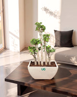 5 Stems Ficus Bonsai Imported in (Fiber Pot)