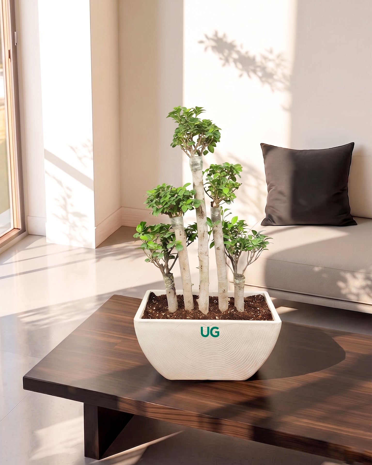 5 Stems Ficus Bonsai Imported in (Fiber Pot)