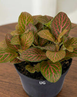 Fittonia Plant