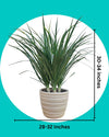 Dracaena Draco plant buy