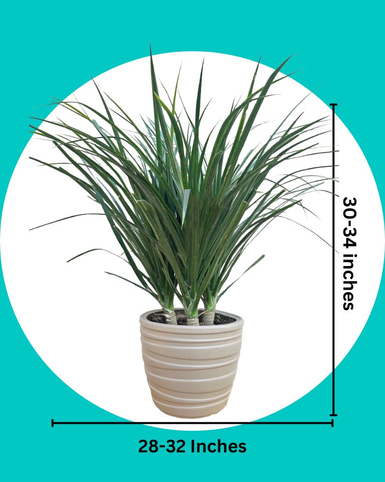 Dracaena Draco plant buy