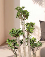 5 Stems Ficus Bonsai Imported in (Fiber Pot)