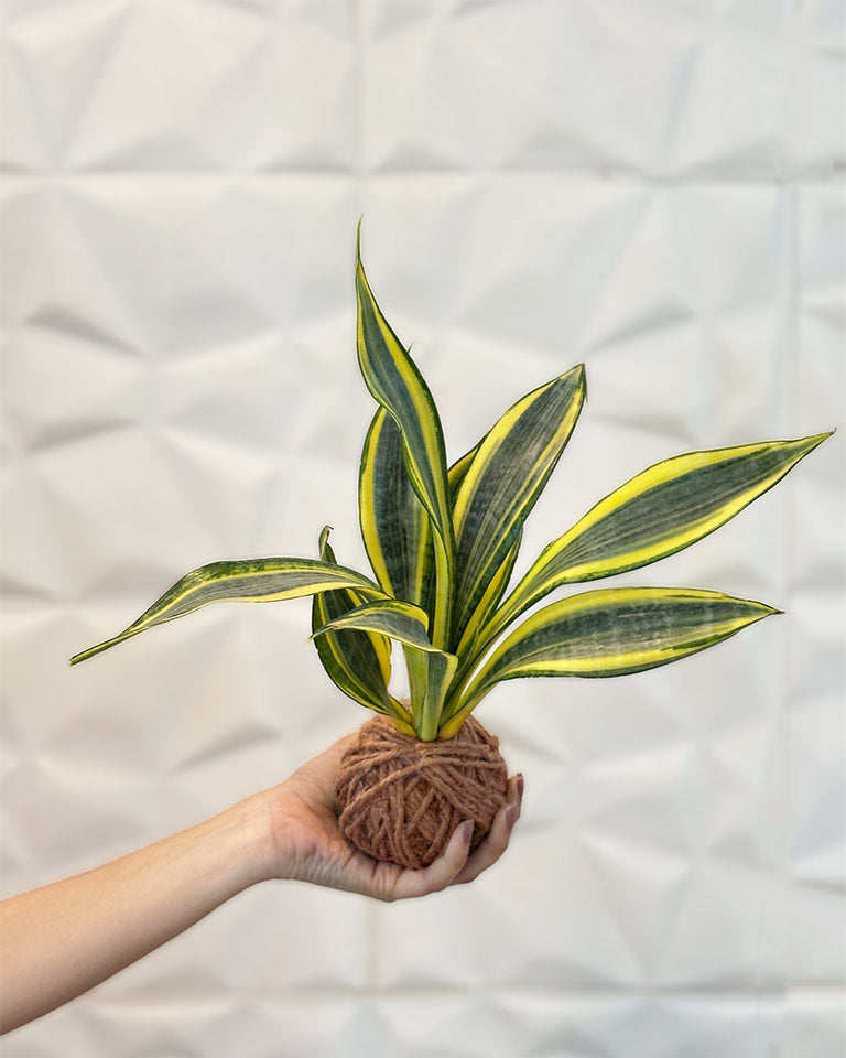 Kokedama plant