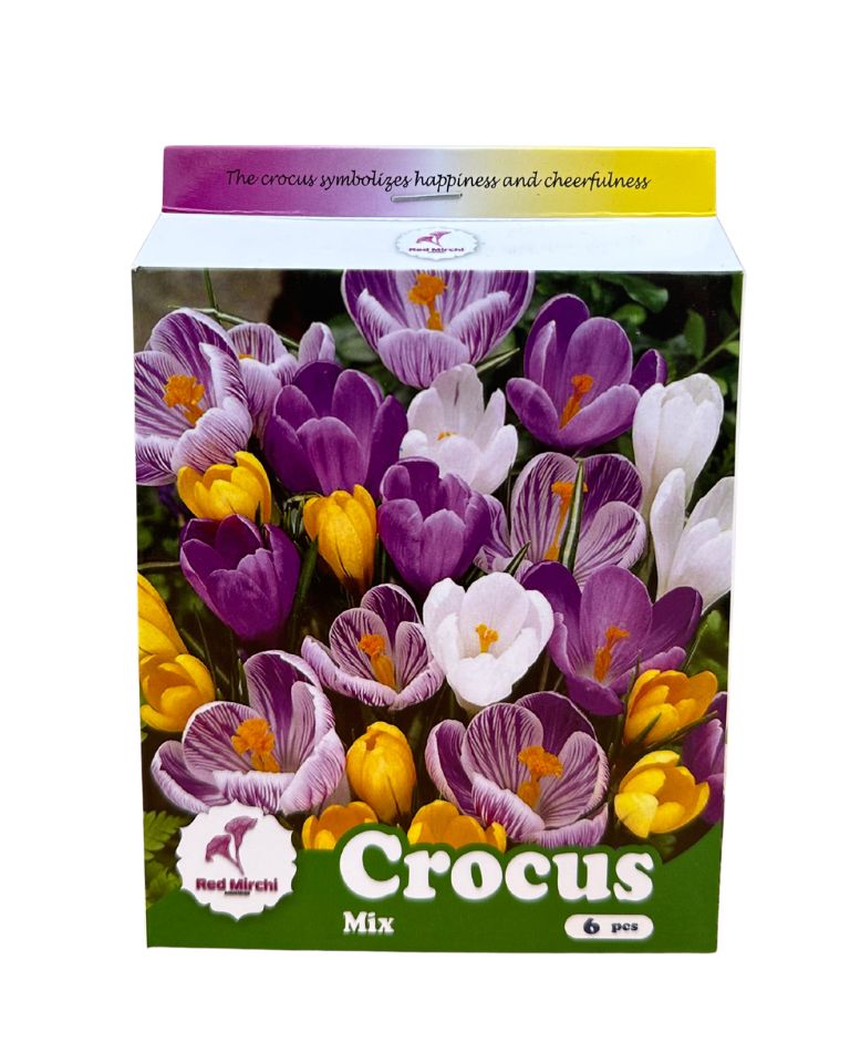 Holland Crocus Flower Bulbs (Pack of 6 Bulbs)