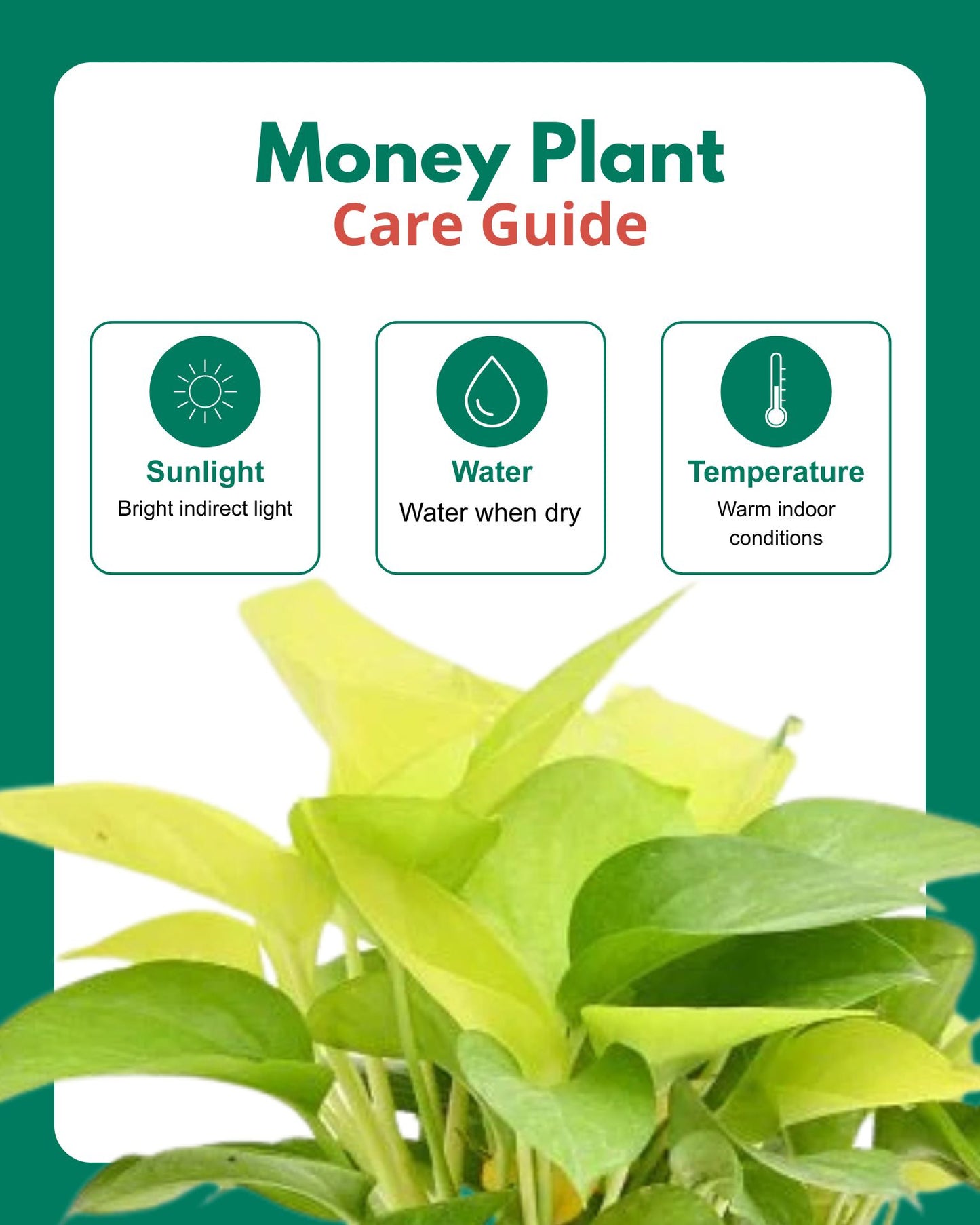 Golden Money Plant in hanging basket