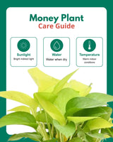 Golden Money Plant in hanging basket