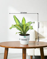 Dracaena Fragrans