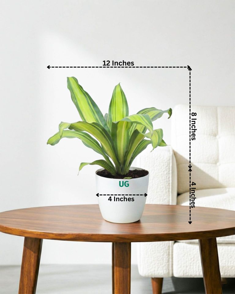 Dracaena Fragrans
