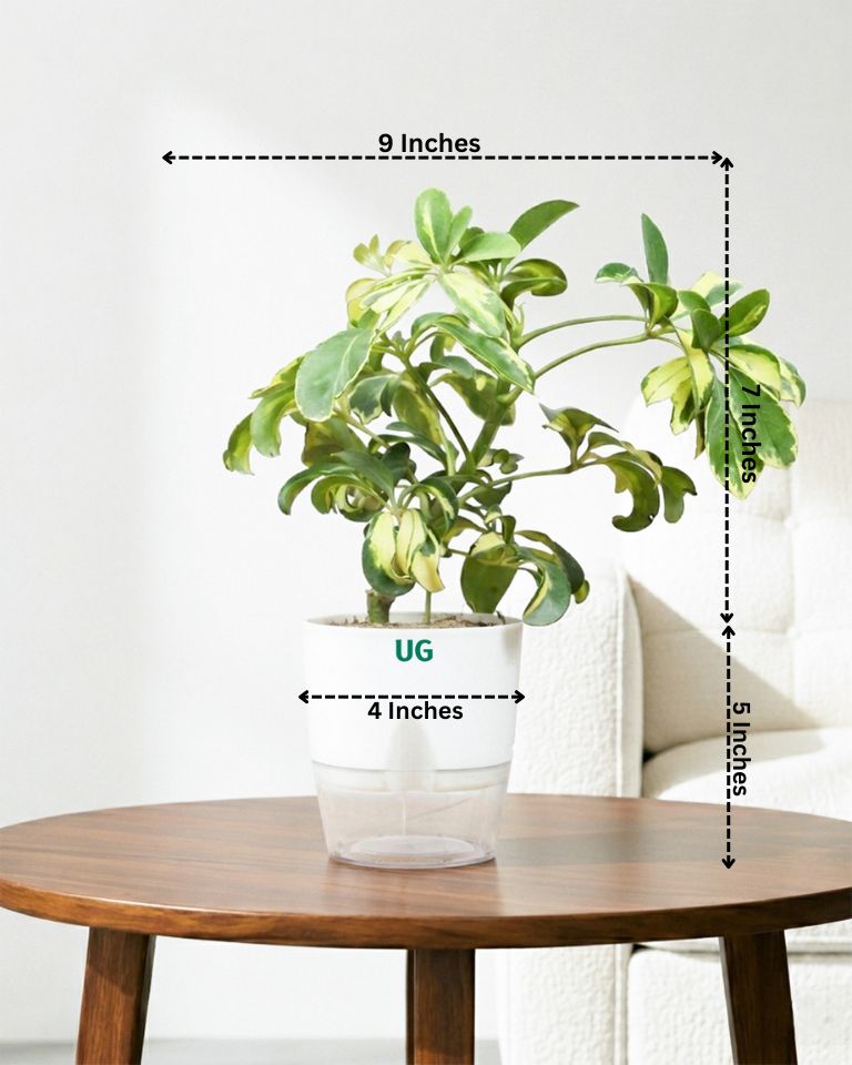 Schefflera Variegated