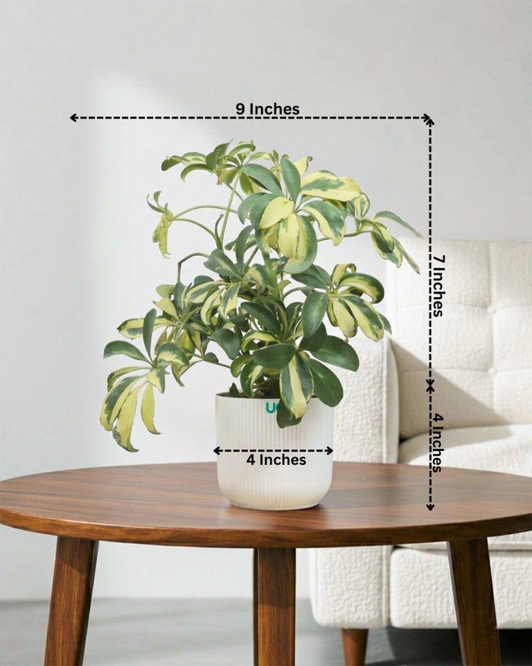 Schefflera Variegated