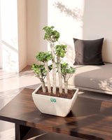 5 Stems Ficus Bonsai Imported in (Fiber Pot)