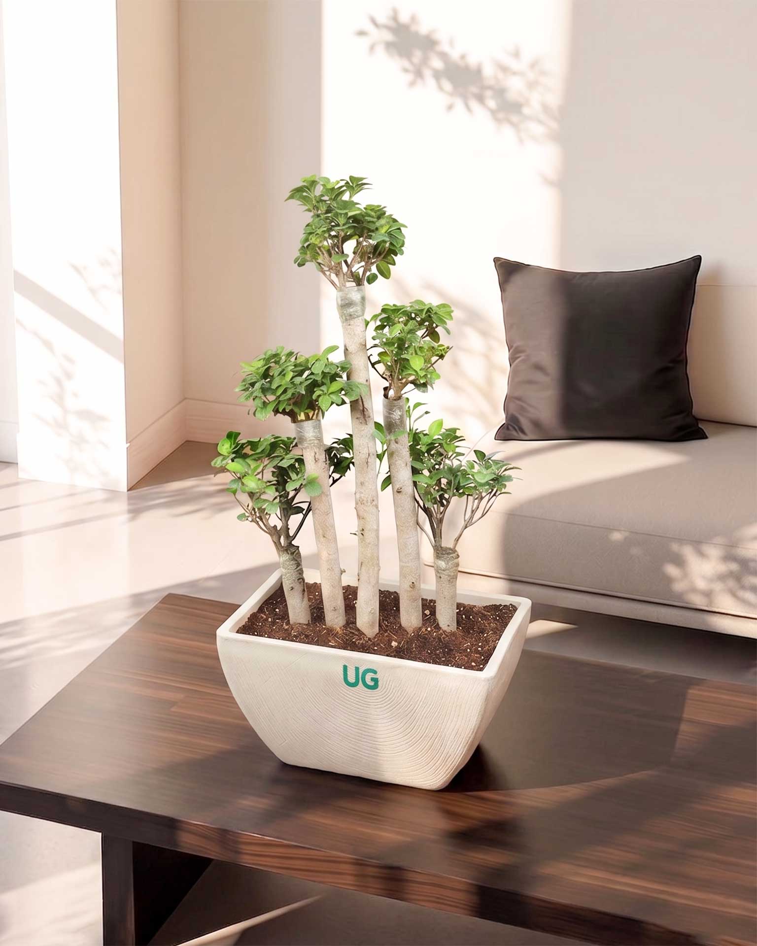 5 Stems Ficus Bonsai Imported in (Fiber Pot)