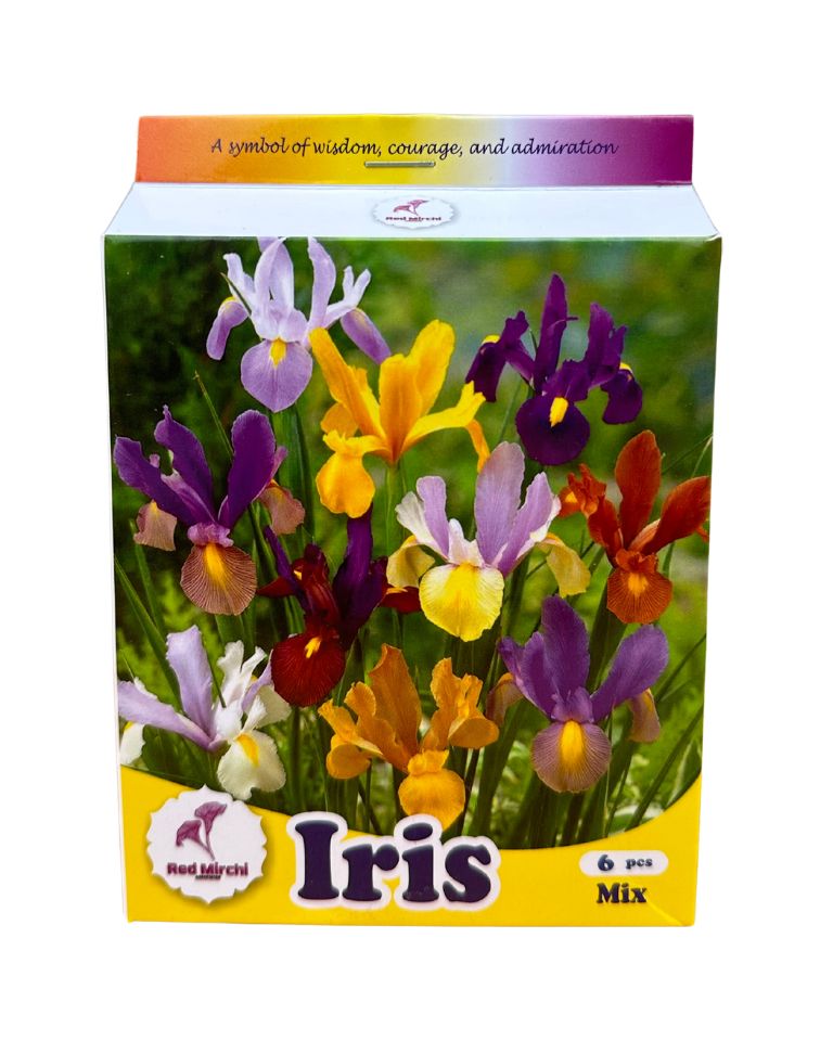 Holland Iris Flower Bulbs (Pack of 6 Bulbs)