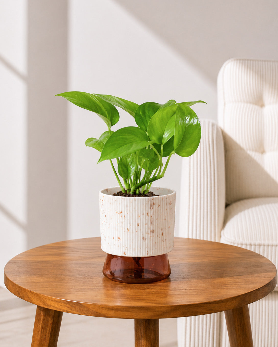 Money Plant Green in Self Watering Pot