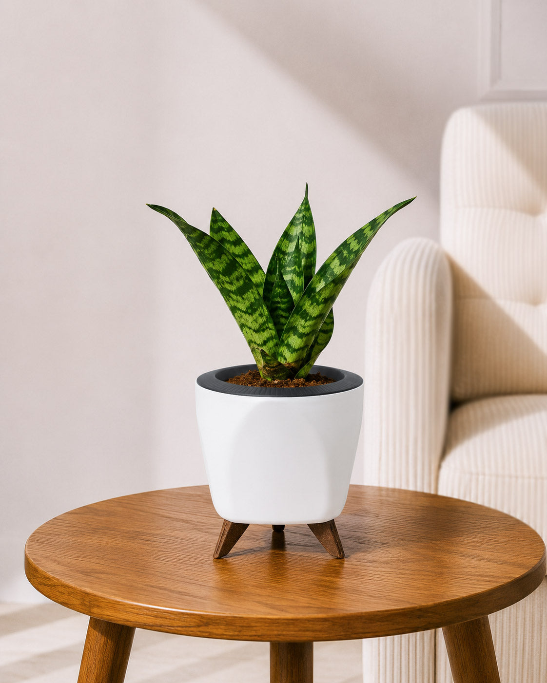 Snake Plant in Self-Watering Planter