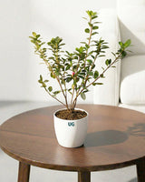 buy Azalea plant online