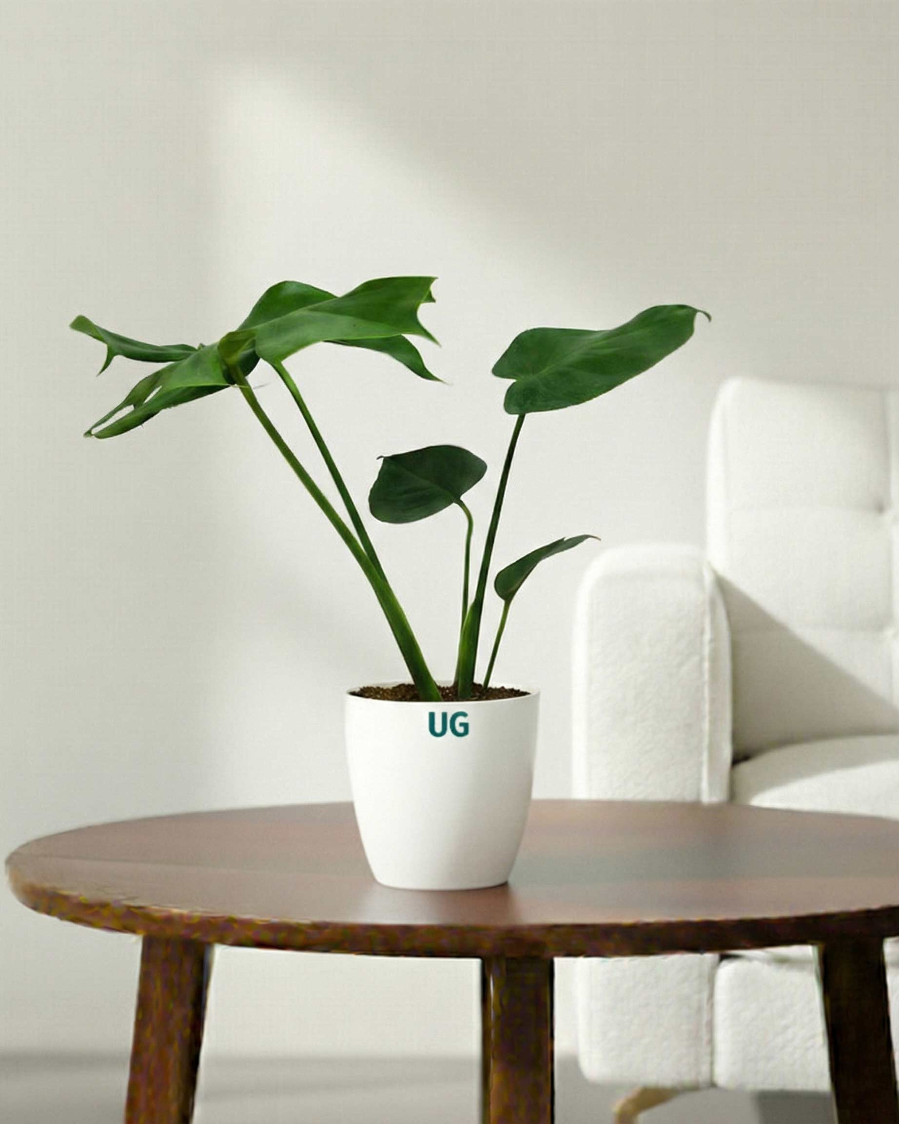 Monstera Plant