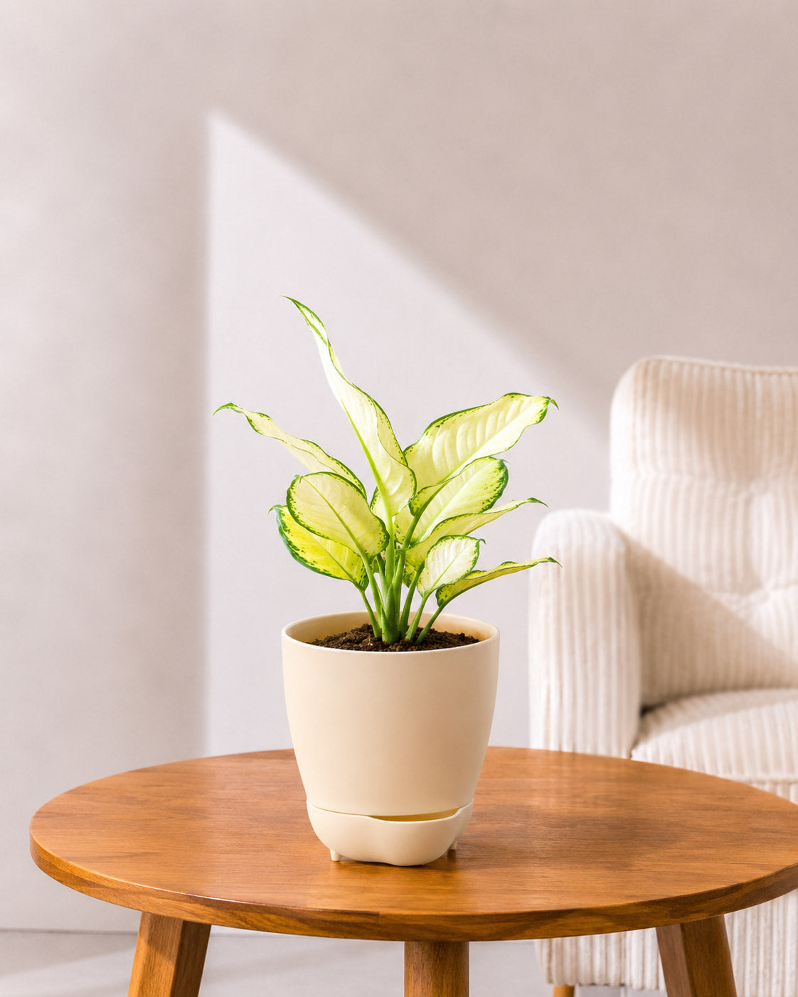 Aglaonema Super White In Self Watering Pot