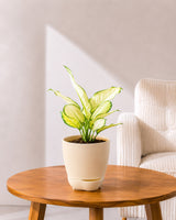 Aglaonema Super White In Self Watering Pot