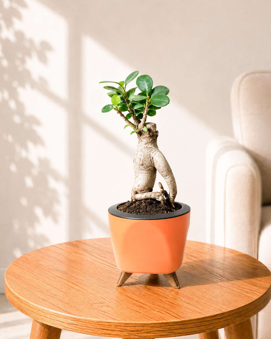 Ficus bonsai In Self-Watering (Small)