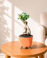 Ficus bonsai In Self-Watering (Small)