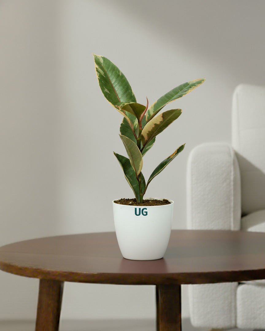 Rubber Plant Variegated in white plastic pot