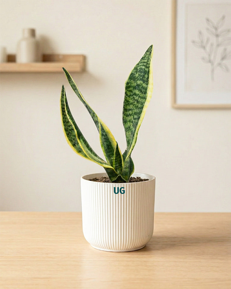 Jade and Snake Plant Combo