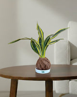 snake plant benefit