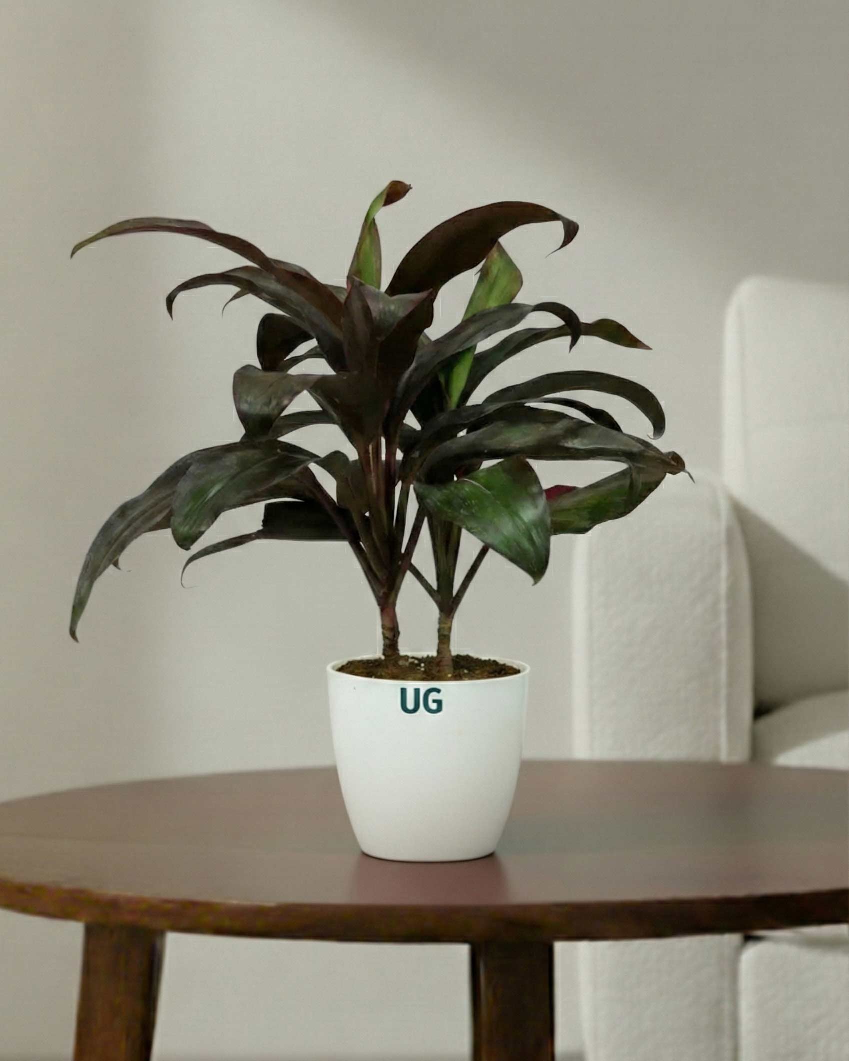 Hwaiian Ti Plant (Cordyline fruticosa) in white plastic pot