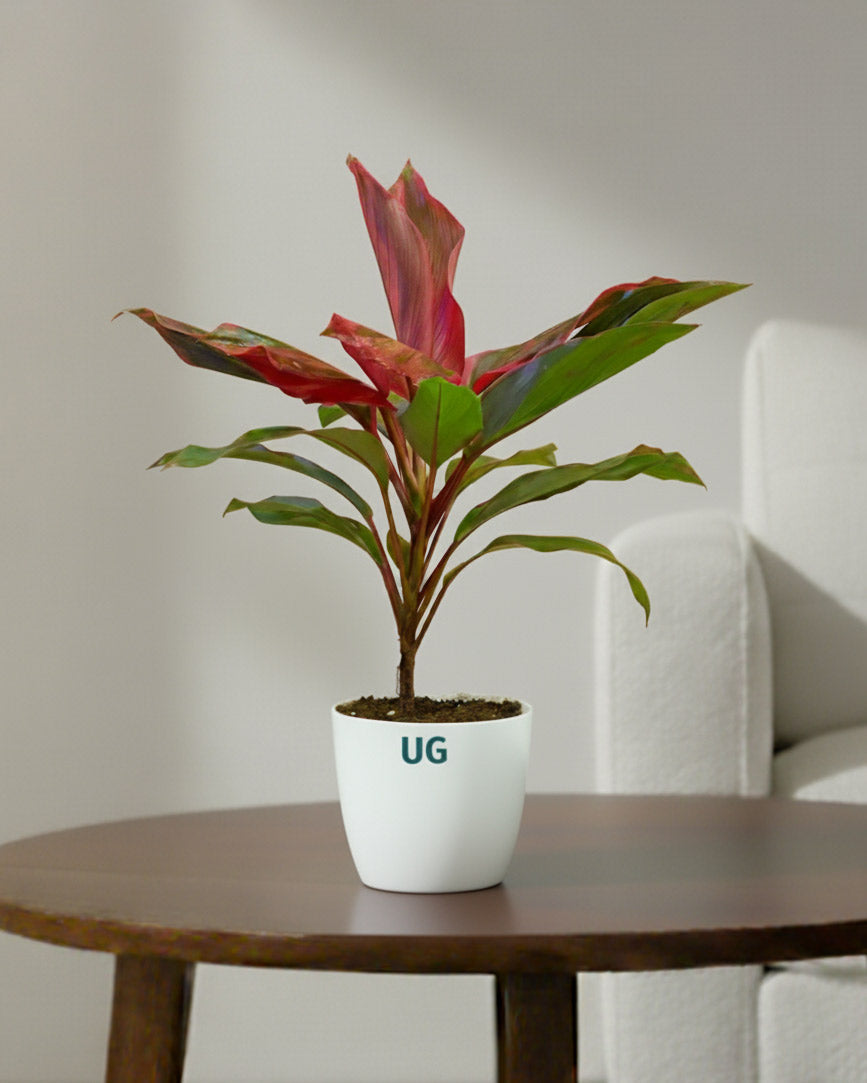 Dracaena Kedarnath Plant