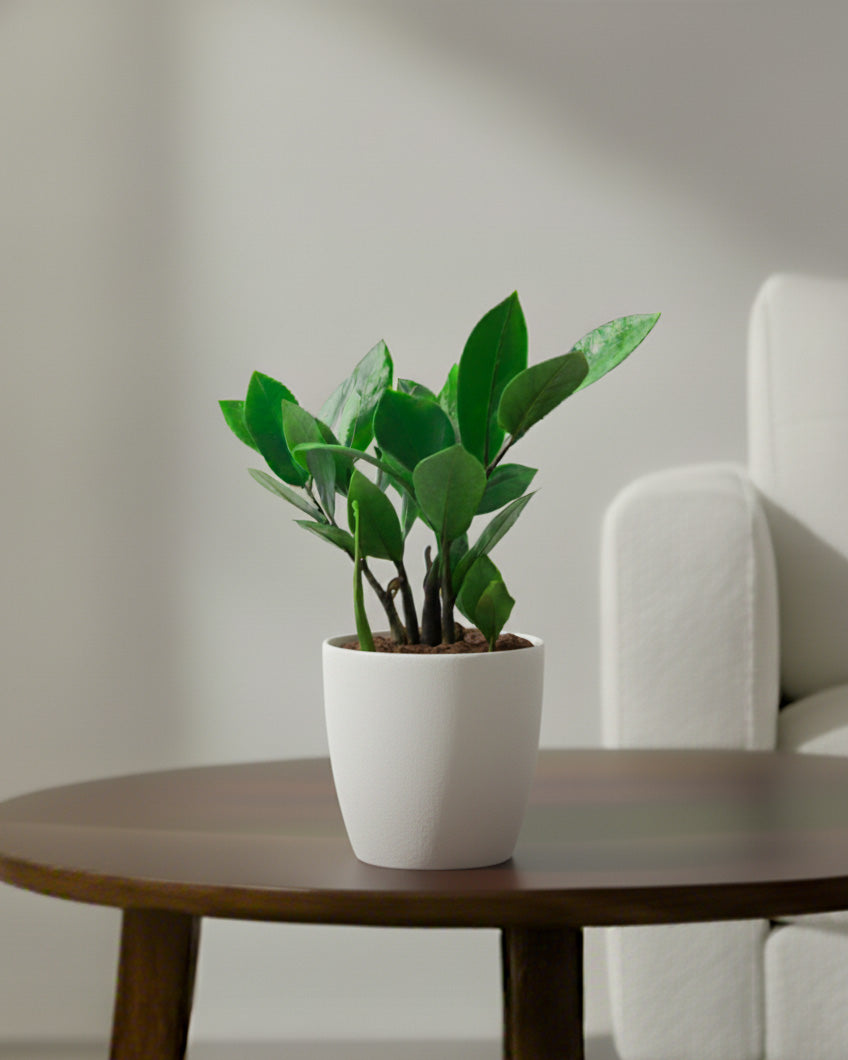 ZZ Plant