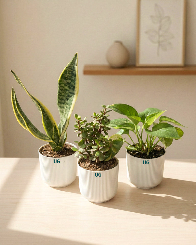 Jade, Snake and Money Plant Combo