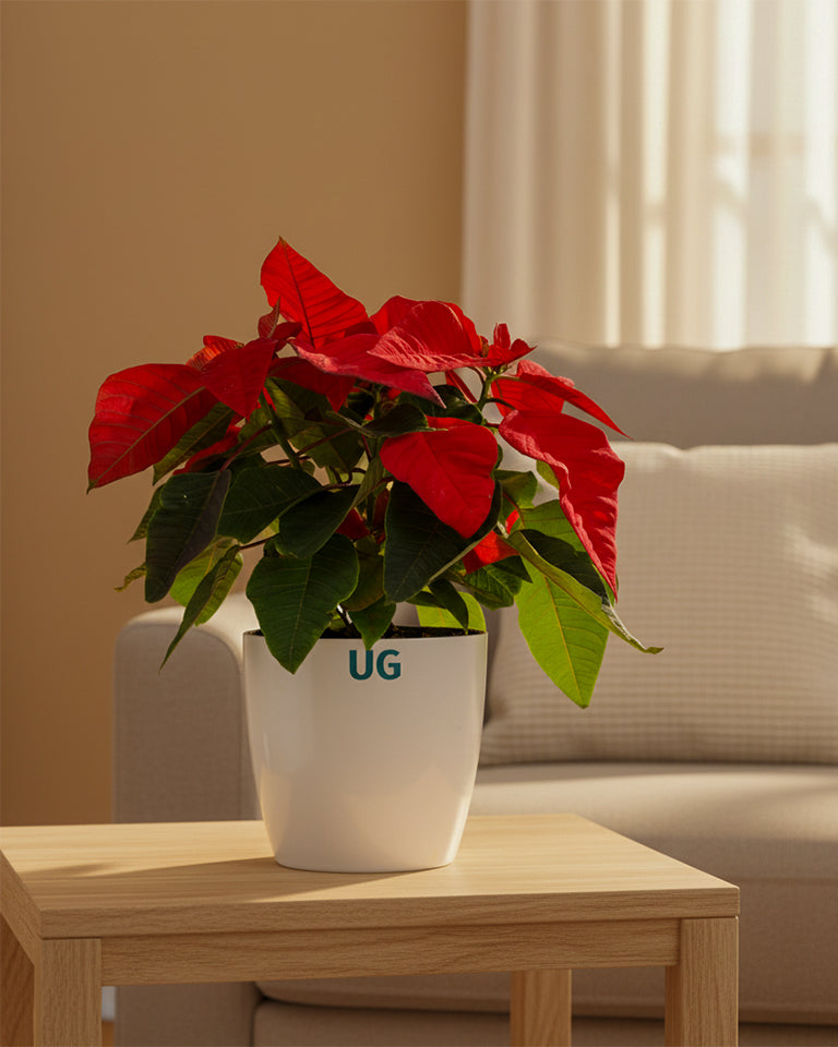 Poinsettia (Red)
