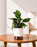 Calathea Peacock