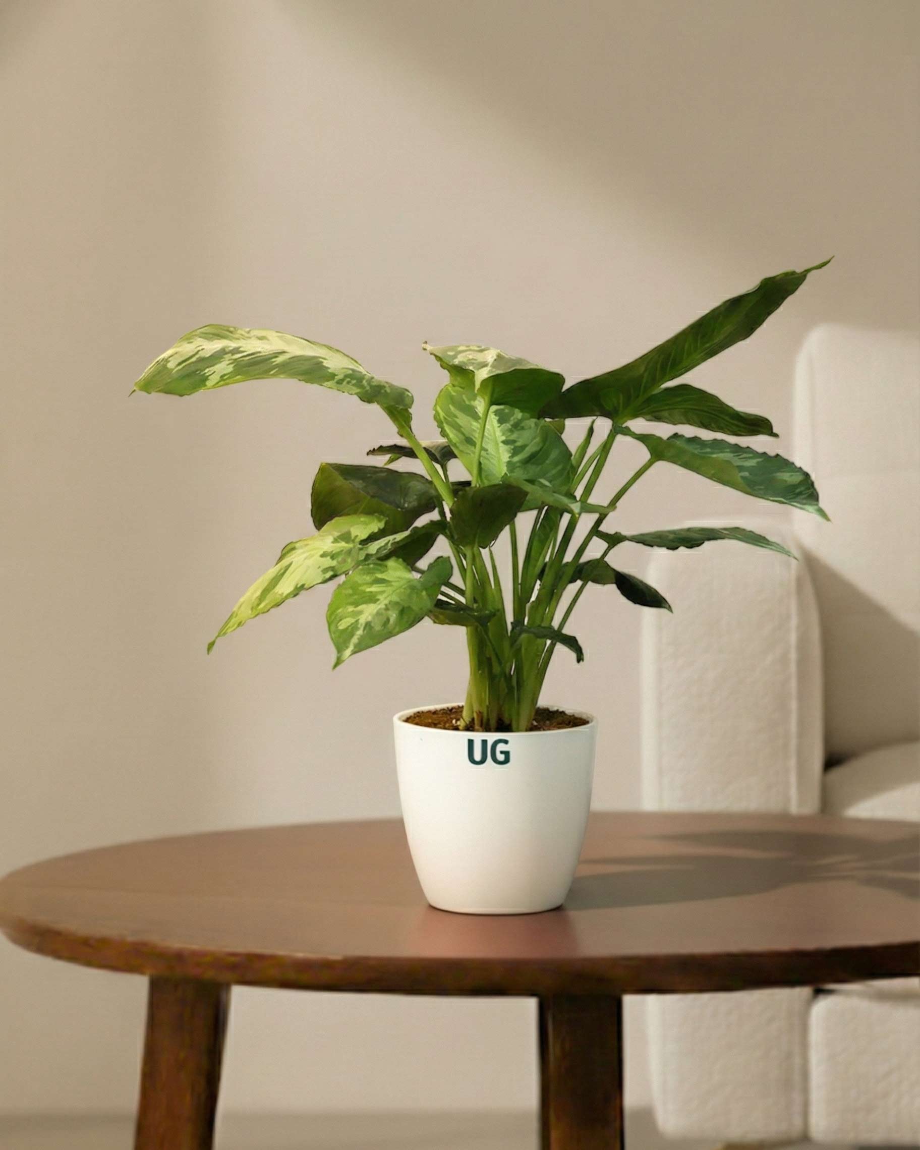 Schismatoglottis pusilla in white plastic pot