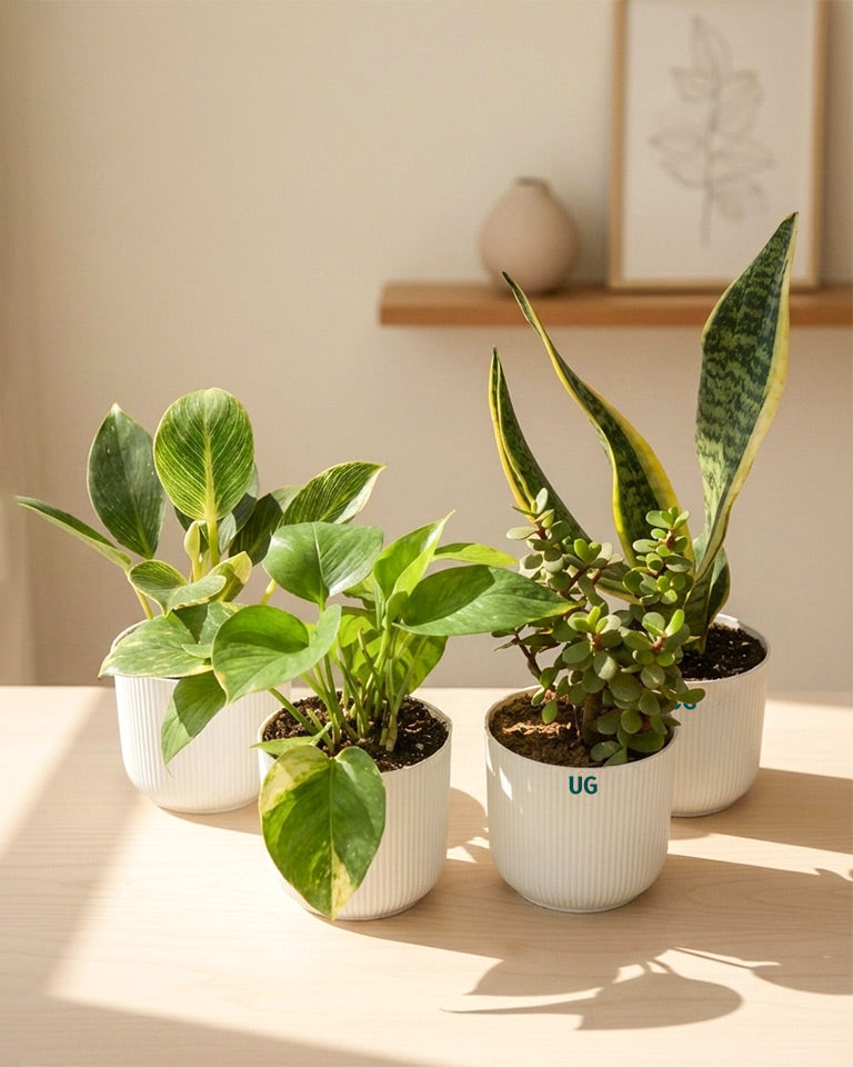 Jade, Birkin, Snake and Money Plant Combo