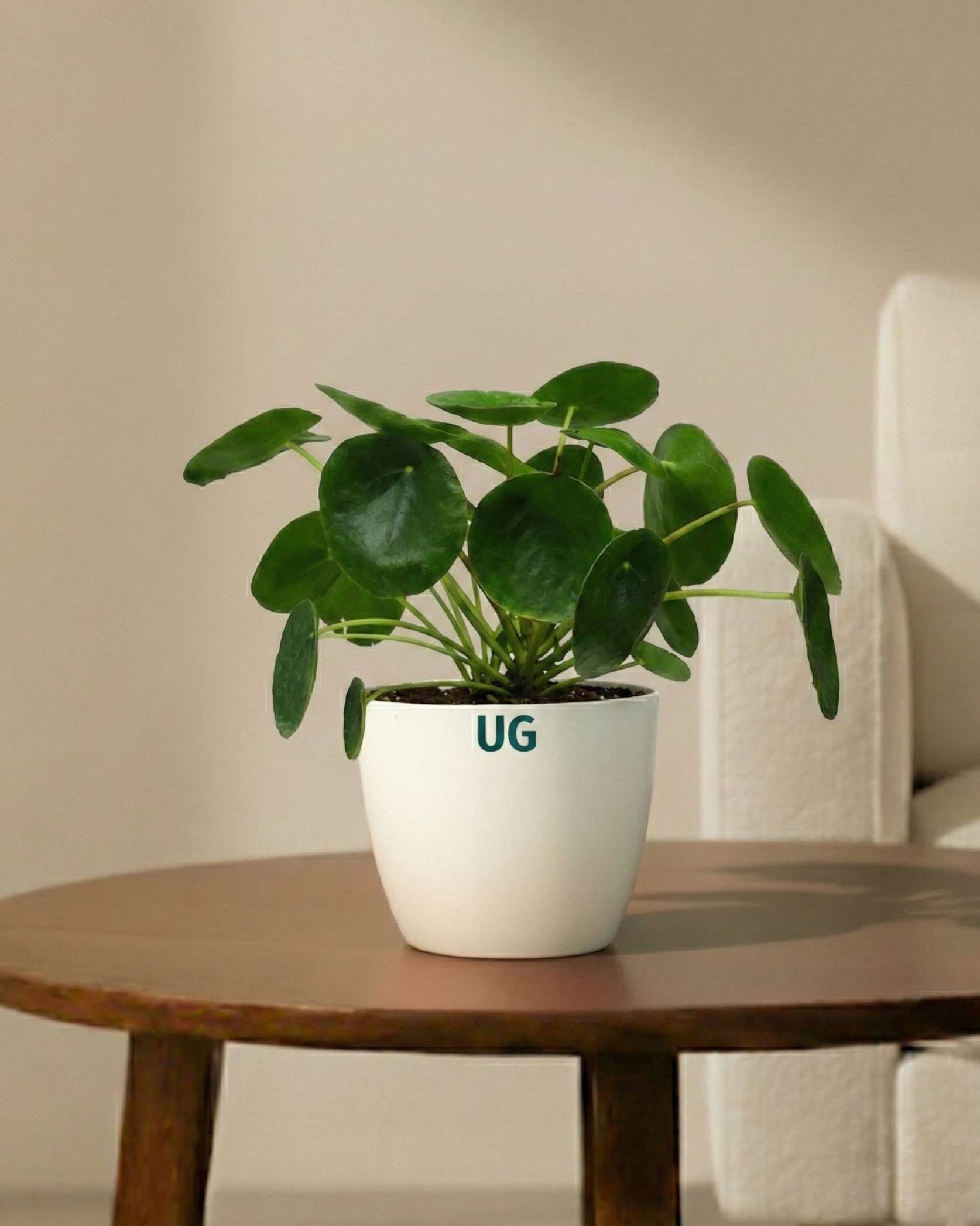 Chinese Money Plant in White Plastic Pot