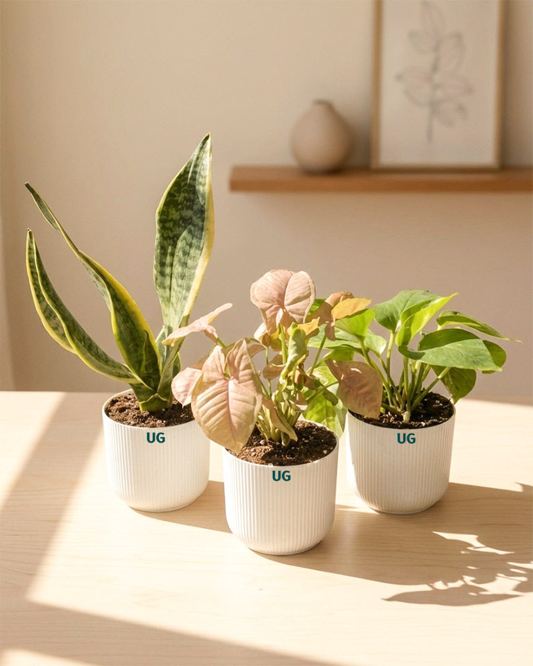 Snake, Syngonium and Money Plant Combo