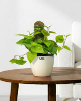 Betel Leaf Plant
