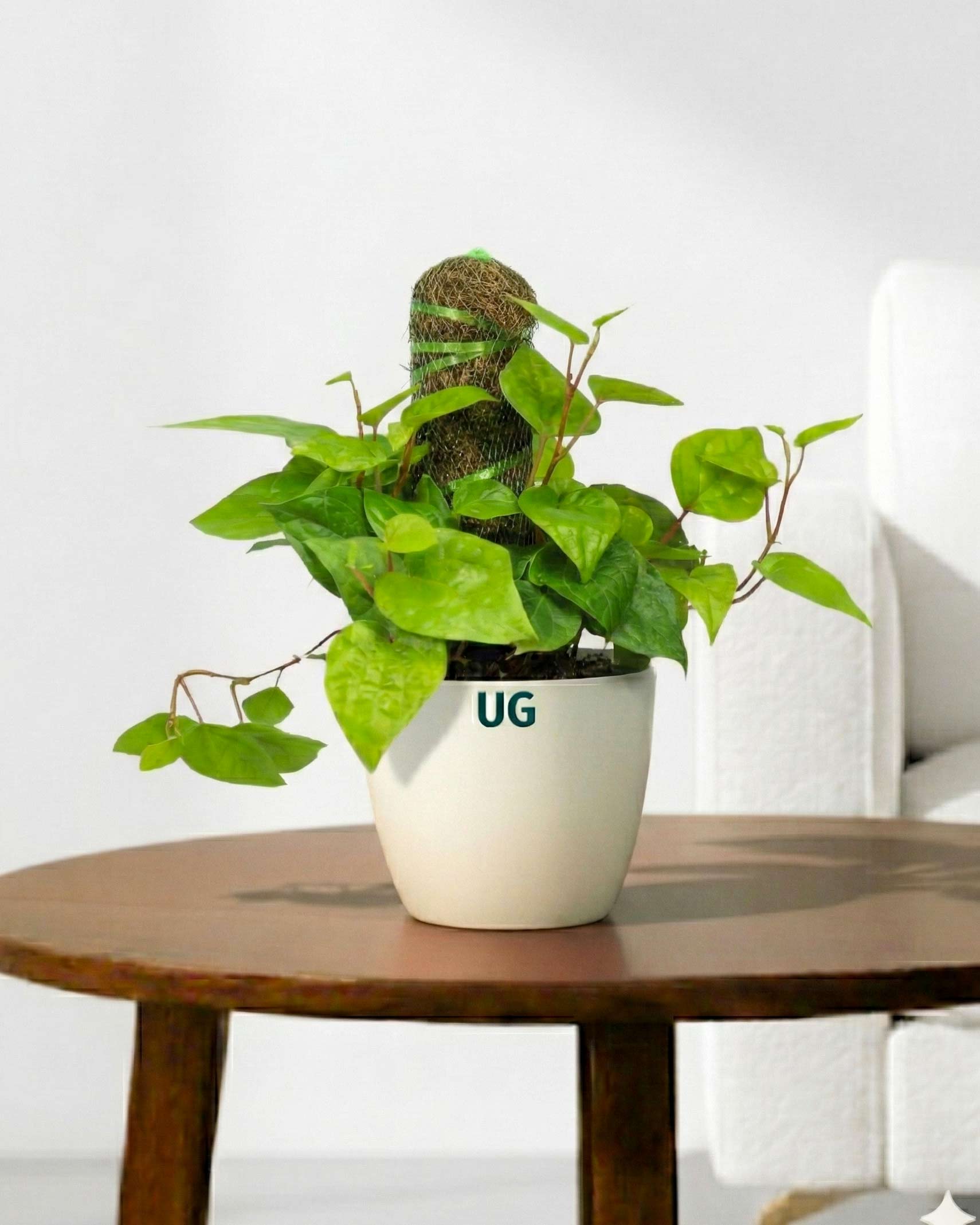 Betel Leaf Plant