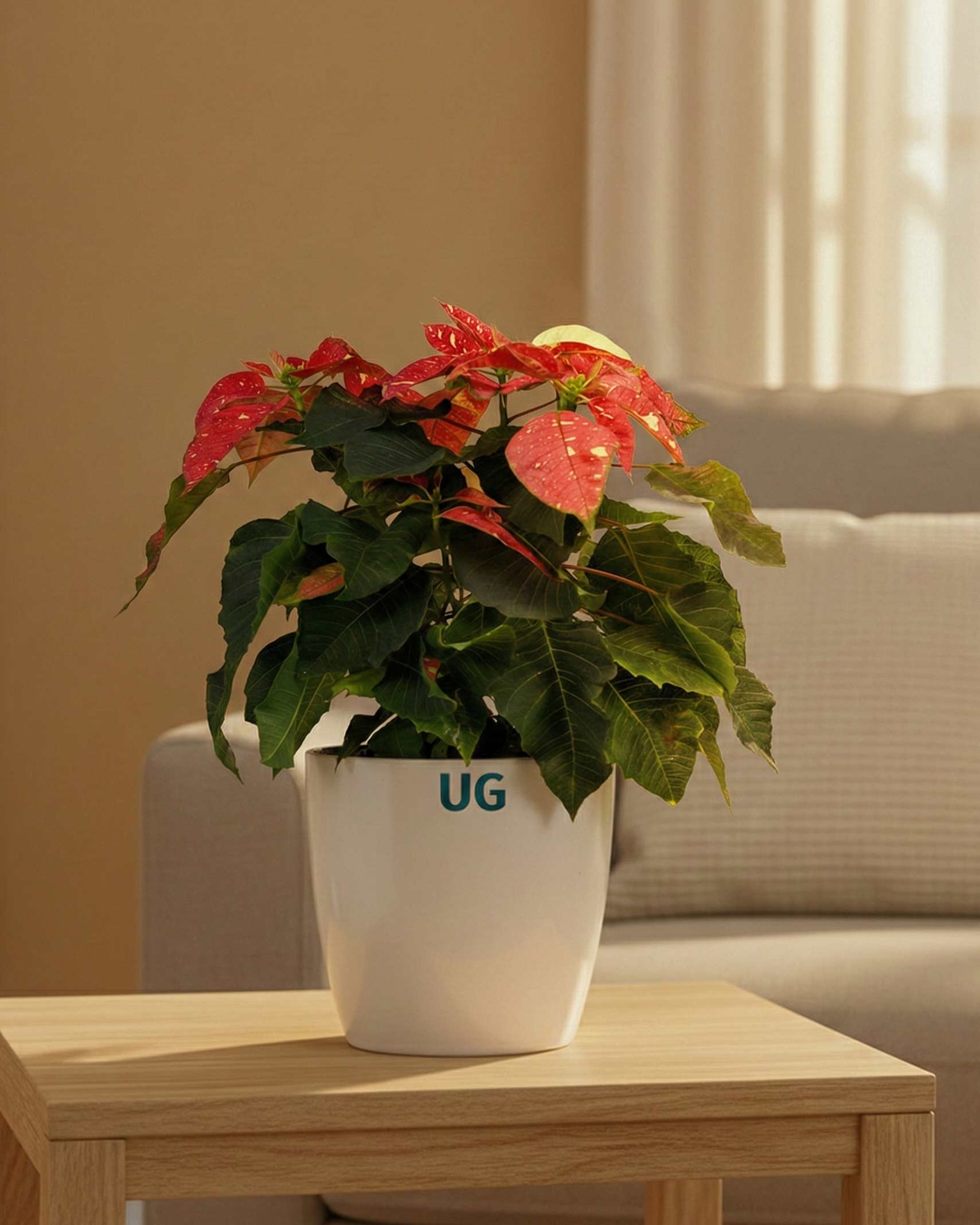 Poinsettia Jingle Bells