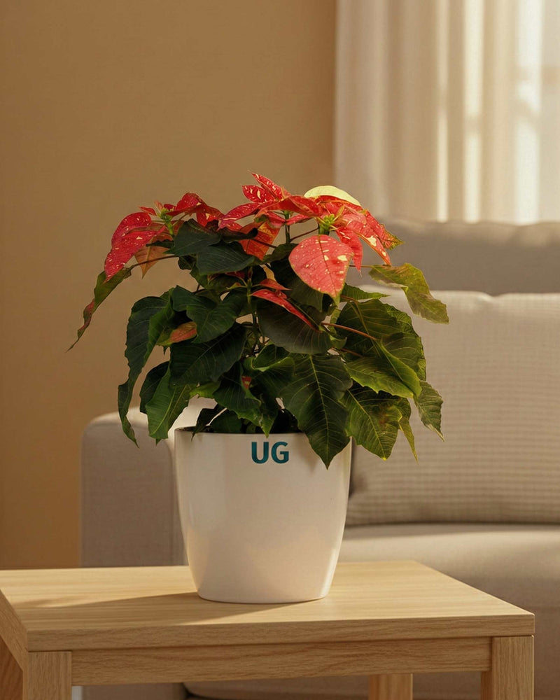 Poinsettia Jingle Bells