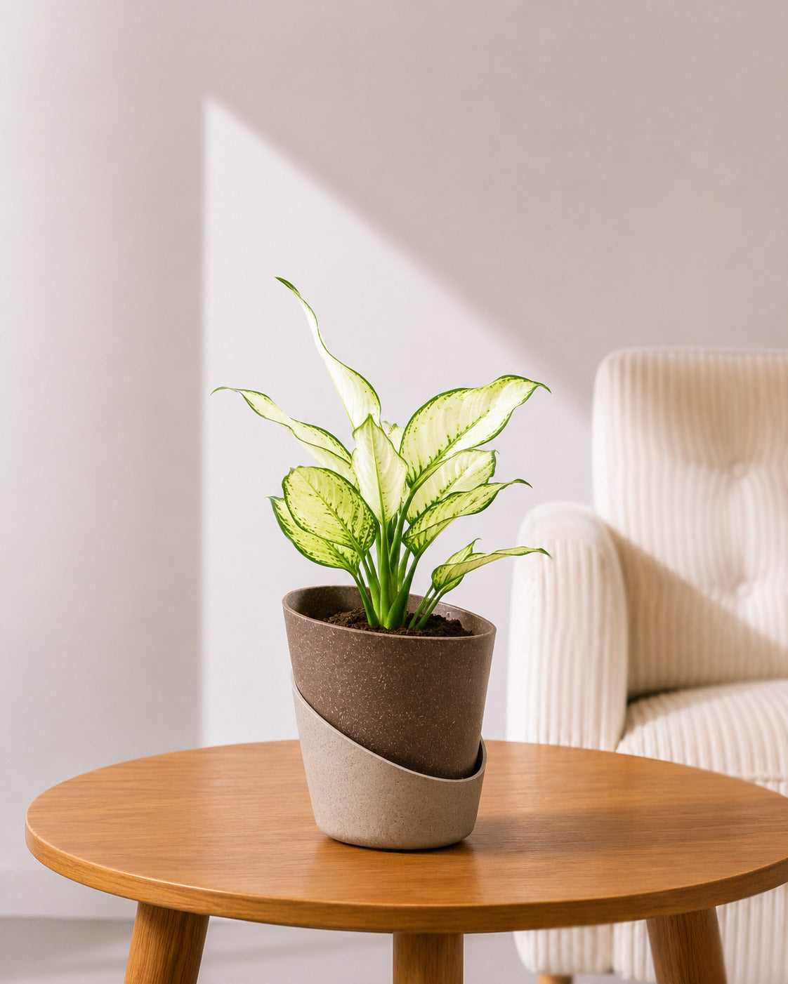 Aglaonema Super White In Self Watering Pot