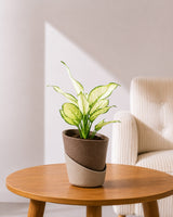 Aglaonema Super White In Self Watering Pot