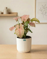 Syngonium and Birkin Plant Combo