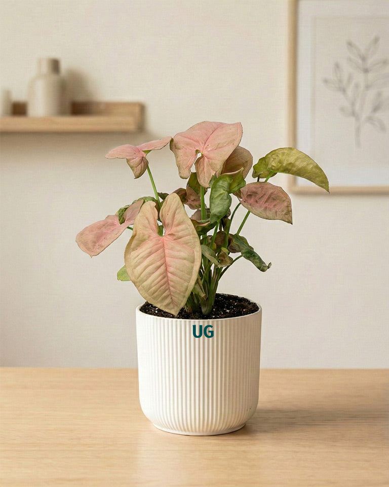 Syngonium and Birkin Plant Combo