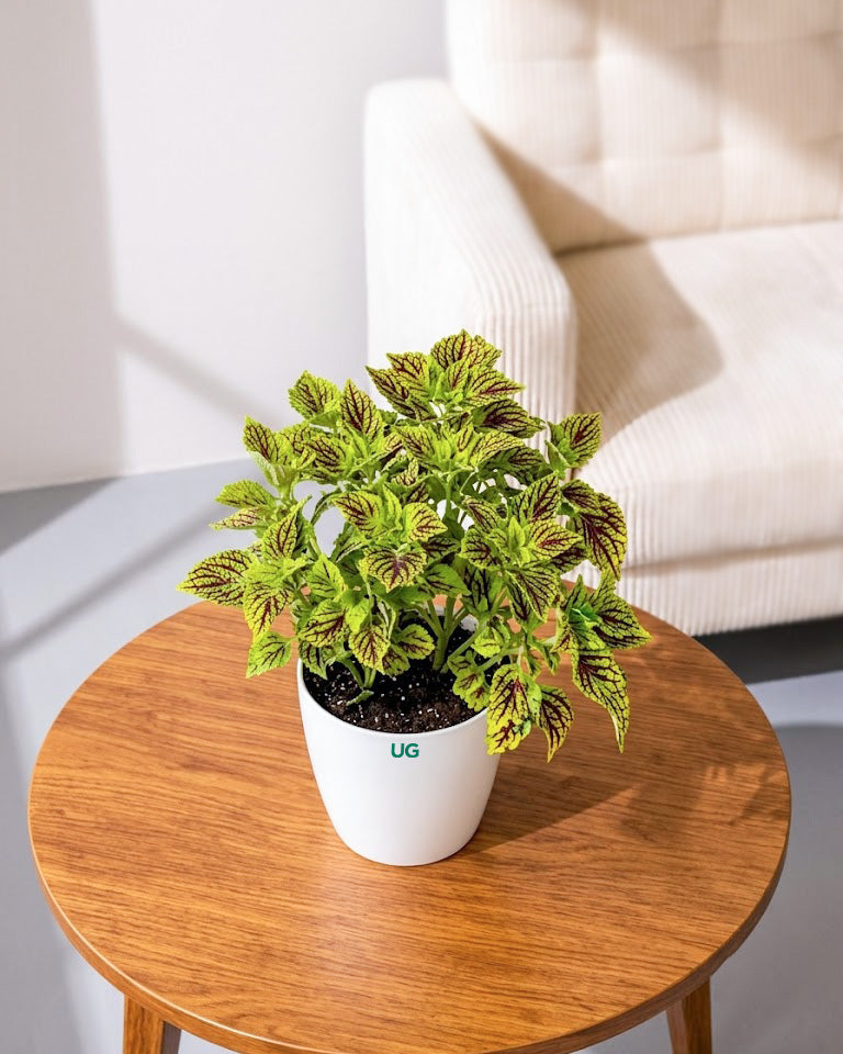 Coleus Green Plant