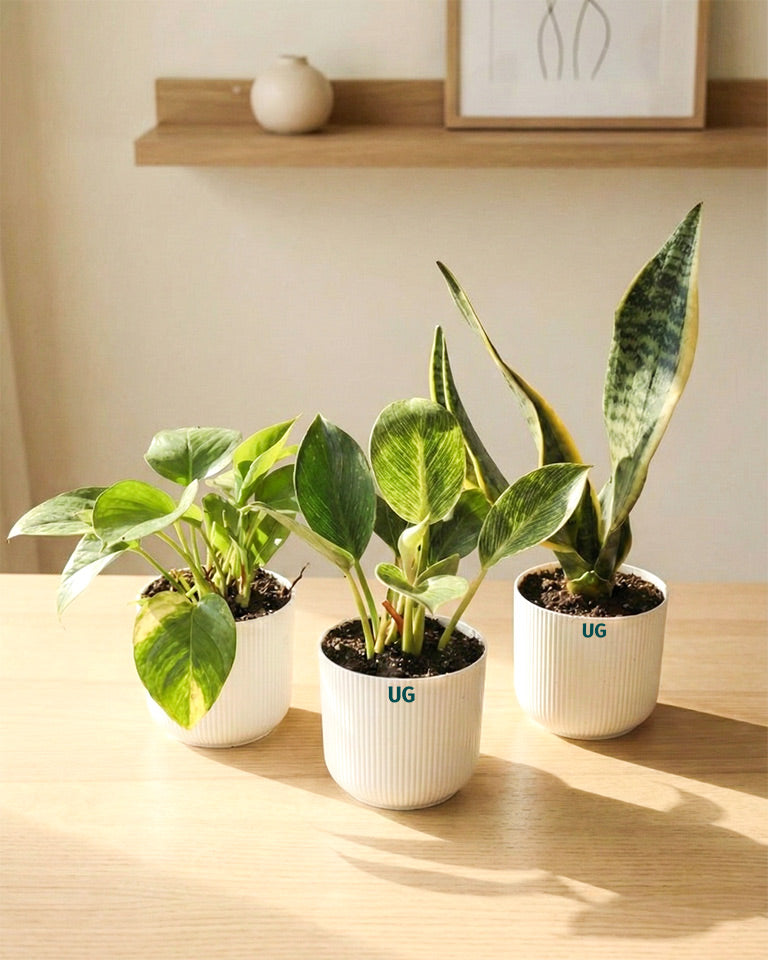 Snake, Birkin and Money Plant Combo