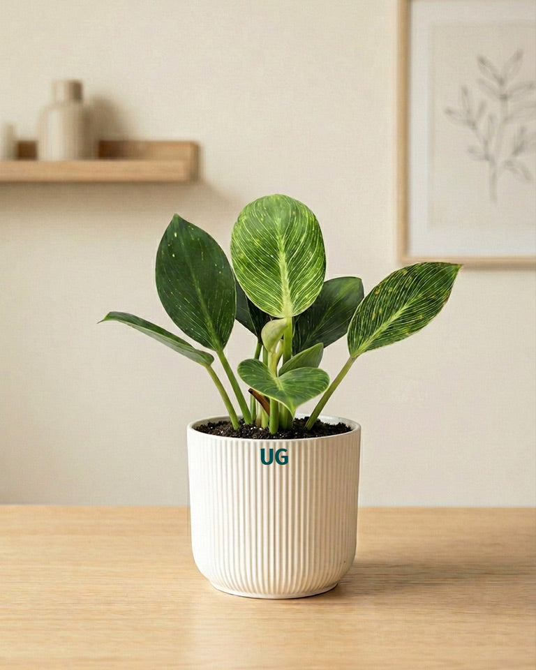 Birkin and Jade Plant Combo