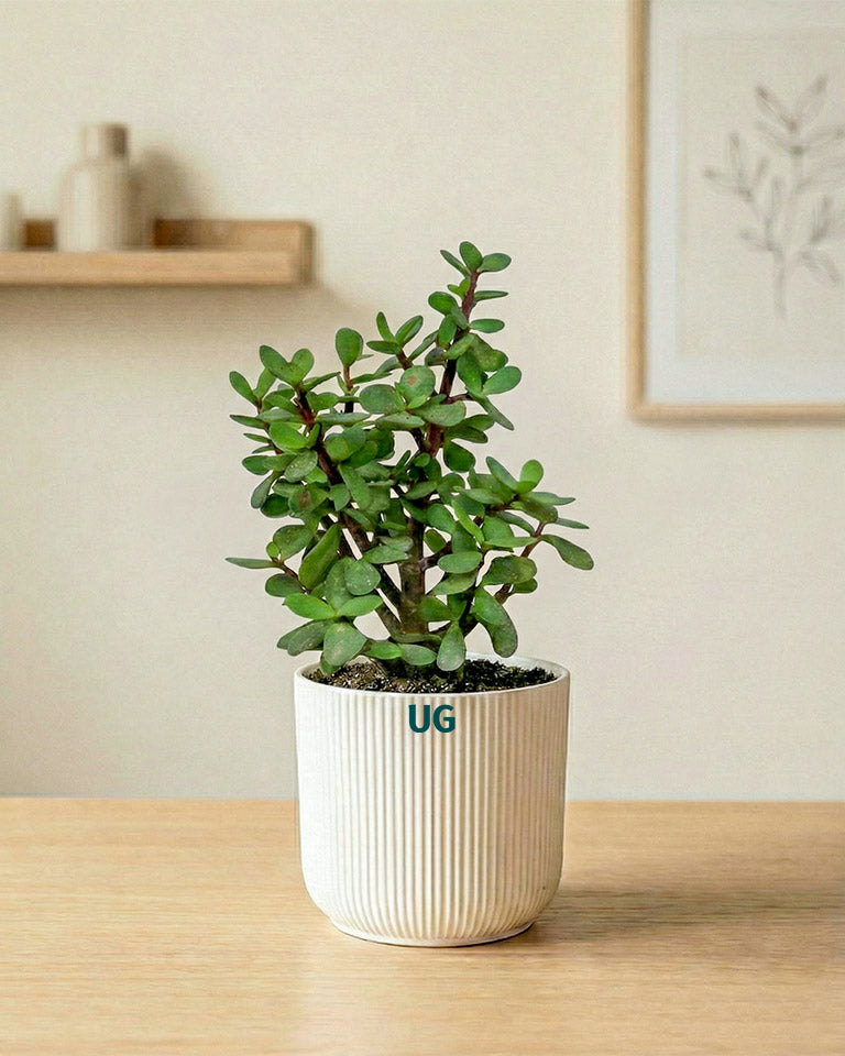 Jade, Birkin, Snake and Money Plant Combo